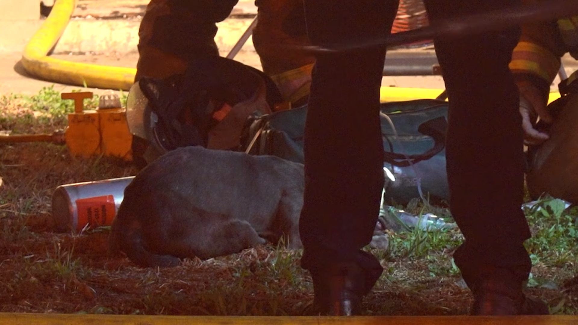 Woman, dog rescued after overnight apartment fire in northeast Houston ...
